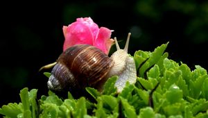 Preview wallpaper snail, shell, antennae, leaf, flower