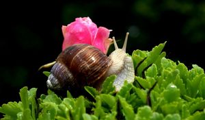 Preview wallpaper snail, shell, antennae, leaf, flower