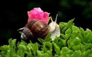 Preview wallpaper snail, shell, antennae, leaf, flower