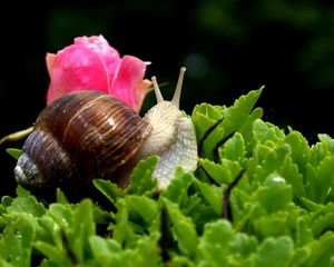 Preview wallpaper snail, shell, antennae, leaf, flower