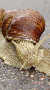 Preview wallpaper snail, shell, antennae