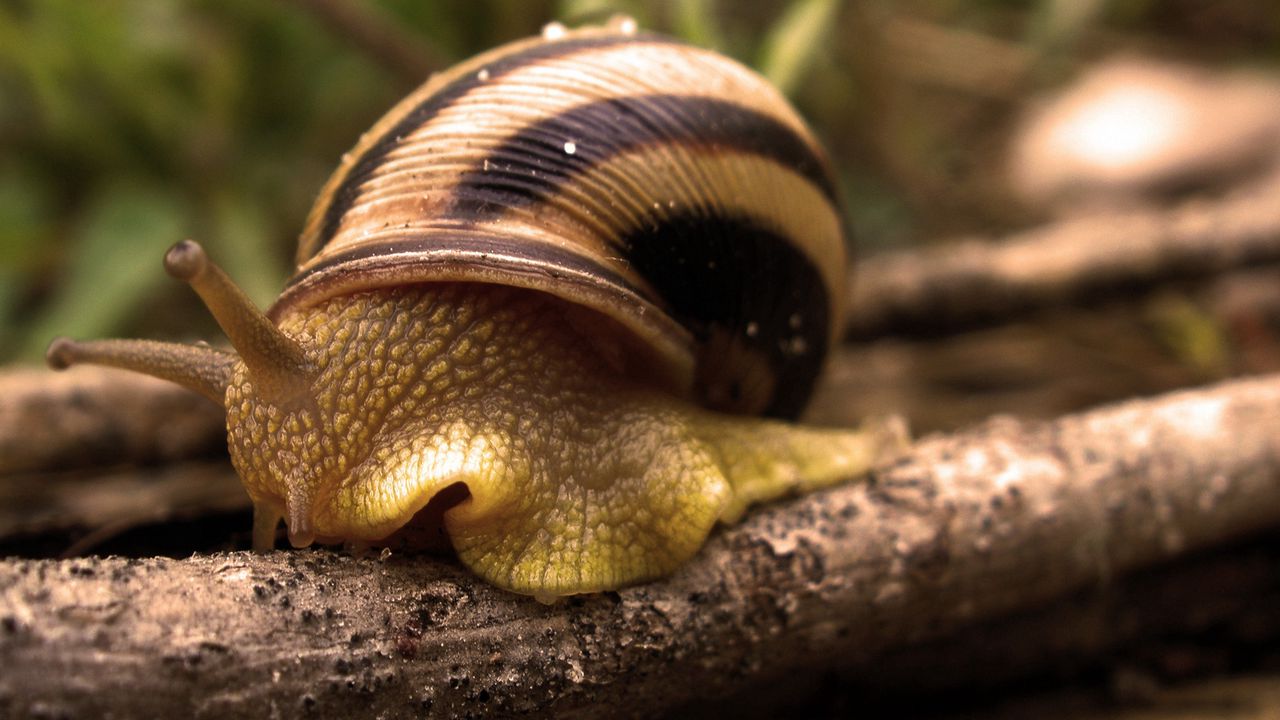Wallpaper snail, shell, antennae