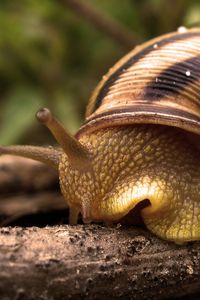 Preview wallpaper snail, shell, antennae