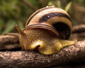 Preview wallpaper snail, shell, antennae