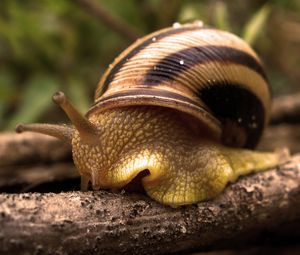 Preview wallpaper snail, shell, antennae