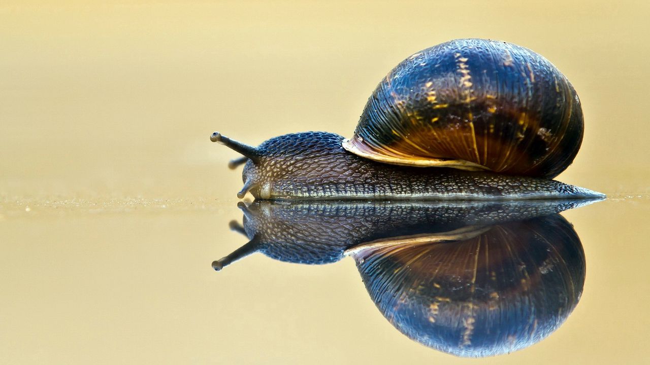 Wallpaper snail, shell, antennae, crawl, sink