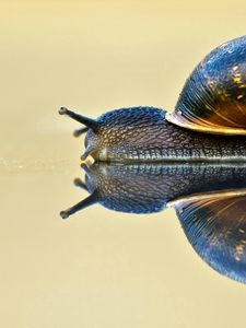 Preview wallpaper snail, shell, antennae, crawl, sink