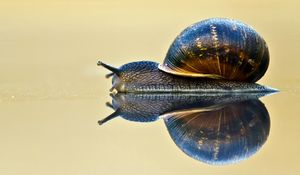 Preview wallpaper snail, shell, antennae, crawl, sink