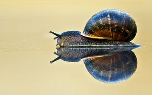 Preview wallpaper snail, shell, antennae, crawl, sink
