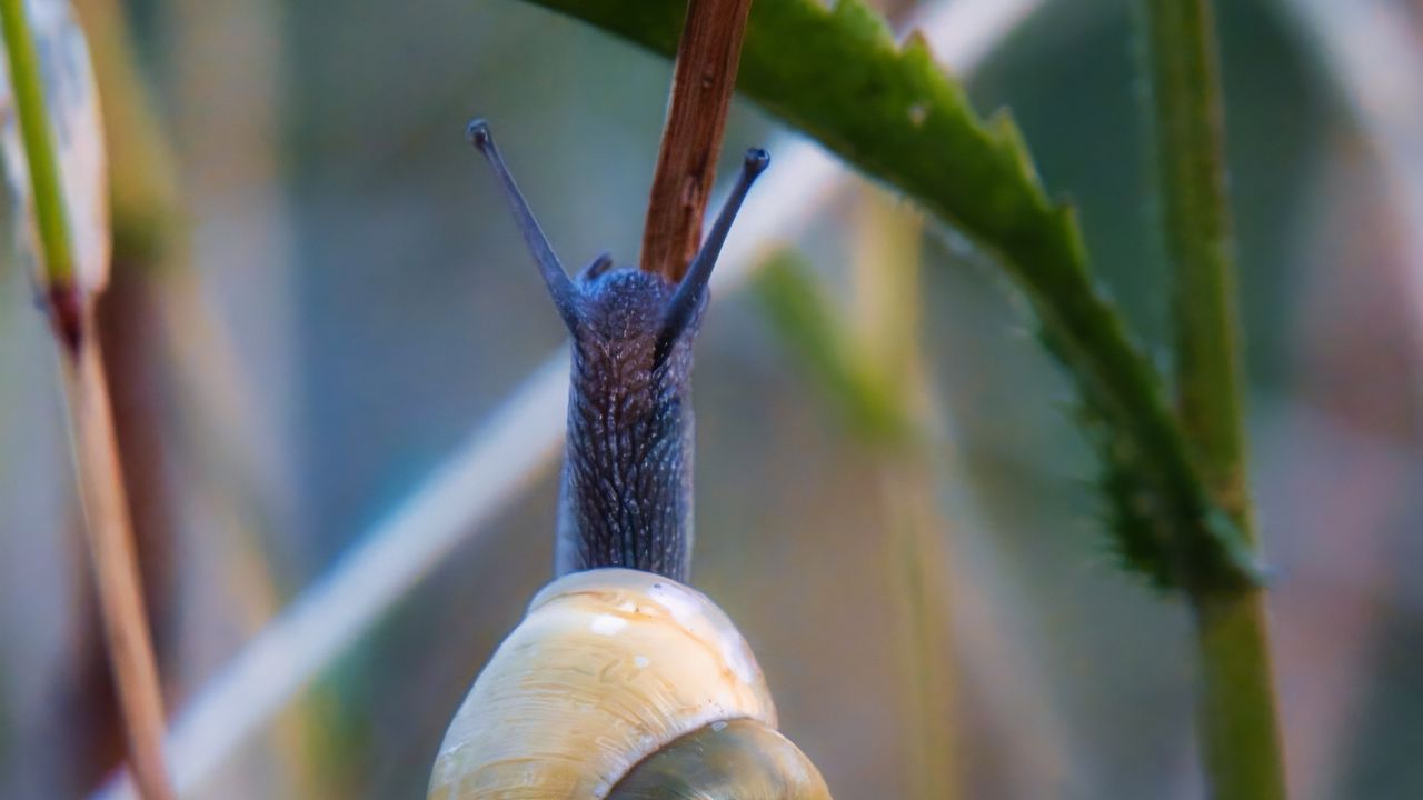 Wallpaper snail, shell, blur, macro