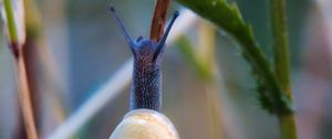 Preview wallpaper snail, shell, blur, macro