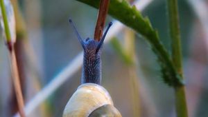 Preview wallpaper snail, shell, blur, macro