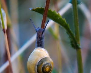 Preview wallpaper snail, shell, blur, macro