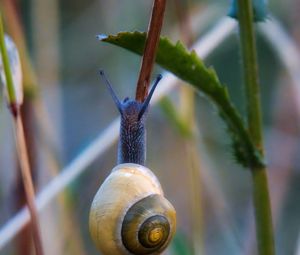 Preview wallpaper snail, shell, blur, macro