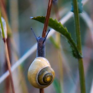 Preview wallpaper snail, shell, blur, macro