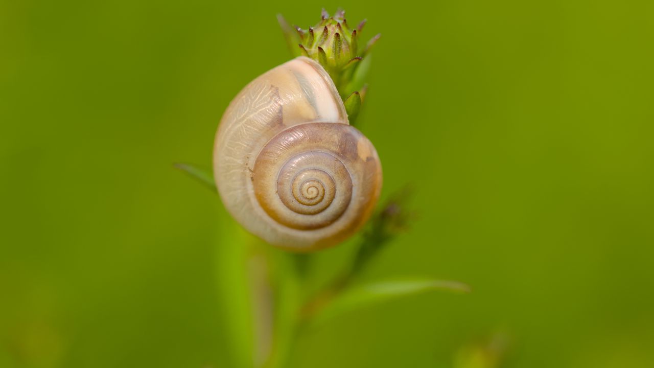 Wallpaper snail, shell, blur, macro, green