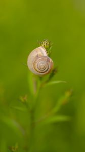 Preview wallpaper snail, shell, blur, macro, green