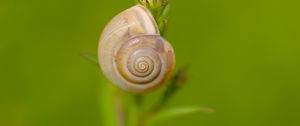 Preview wallpaper snail, shell, blur, macro, green