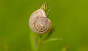 Preview wallpaper snail, shell, blur, macro, green