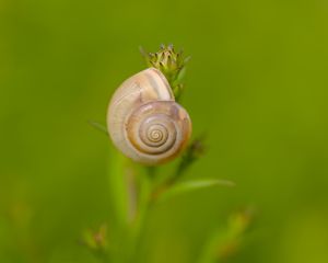 Preview wallpaper snail, shell, blur, macro, green