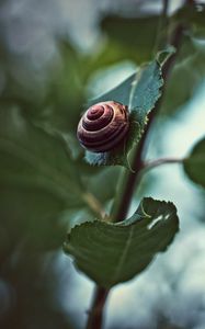 Preview wallpaper snail, shell, clam, spiral, leaves, plant