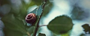 Preview wallpaper snail, shell, clam, spiral, leaves, plant