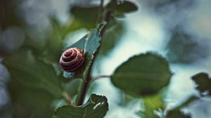 Preview wallpaper snail, shell, clam, spiral, leaves, plant