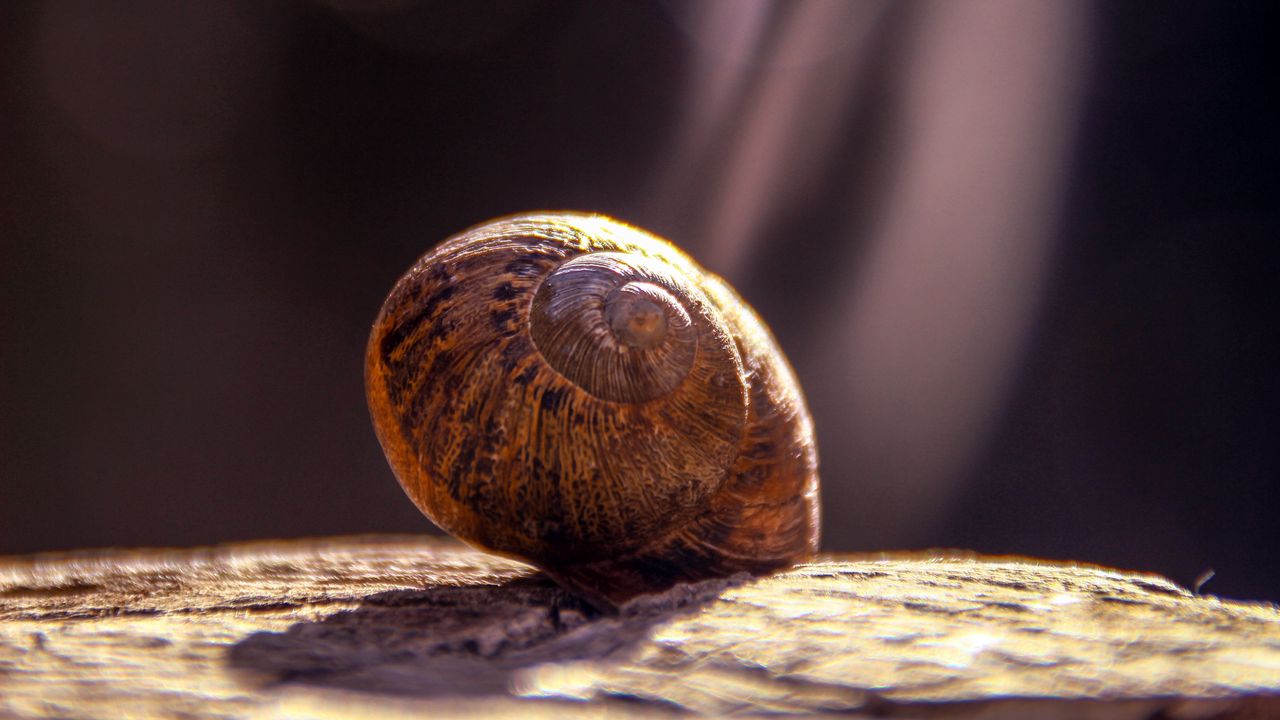 Wallpaper snail, shell, close-up