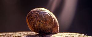 Preview wallpaper snail, shell, close-up