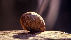 Preview wallpaper snail, shell, close-up