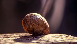 Preview wallpaper snail, shell, close-up