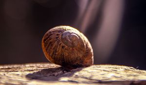 Preview wallpaper snail, shell, close-up