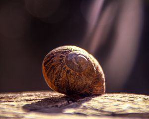 Preview wallpaper snail, shell, close-up