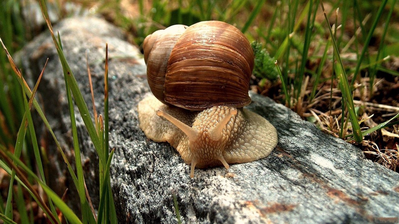 Wallpaper snail, shell, crawl