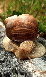 Preview wallpaper snail, shell, crawl