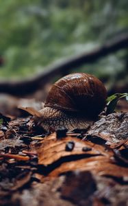 Preview wallpaper snail, shell, leaves, macro