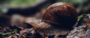 Preview wallpaper snail, shell, leaves, macro