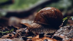 Preview wallpaper snail, shell, leaves, macro