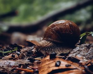 Preview wallpaper snail, shell, leaves, macro