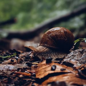 Preview wallpaper snail, shell, leaves, macro