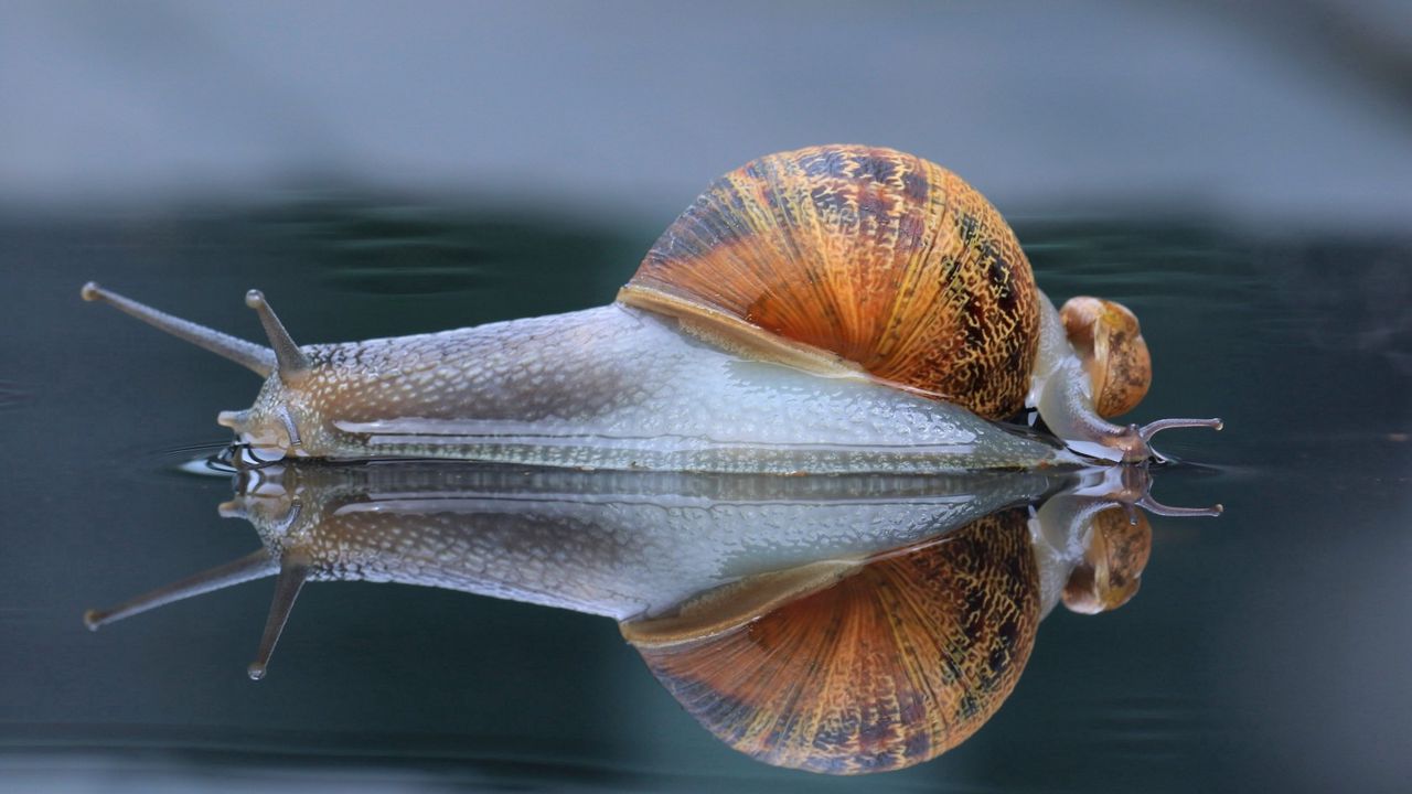 Wallpaper snail, shell, macro, reflection