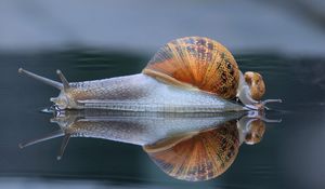 Preview wallpaper snail, shell, macro, reflection