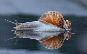 Preview wallpaper snail, shell, macro, reflection
