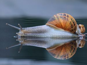 Preview wallpaper snail, shell, macro, reflection