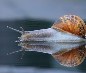 Preview wallpaper snail, shell, macro, reflection