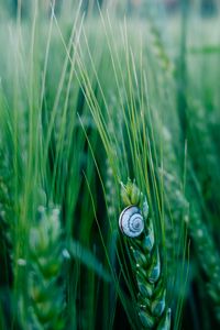 Preview wallpaper snail, shell, macro, ears, grass, green