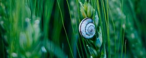 Preview wallpaper snail, shell, macro, ears, grass, green