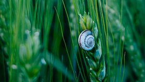 Preview wallpaper snail, shell, macro, ears, grass, green