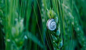 Preview wallpaper snail, shell, macro, ears, grass, green