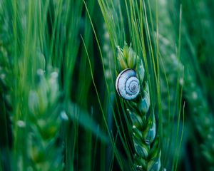 Preview wallpaper snail, shell, macro, ears, grass, green